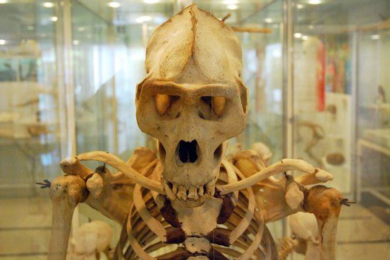 Cole Museum of Zoology